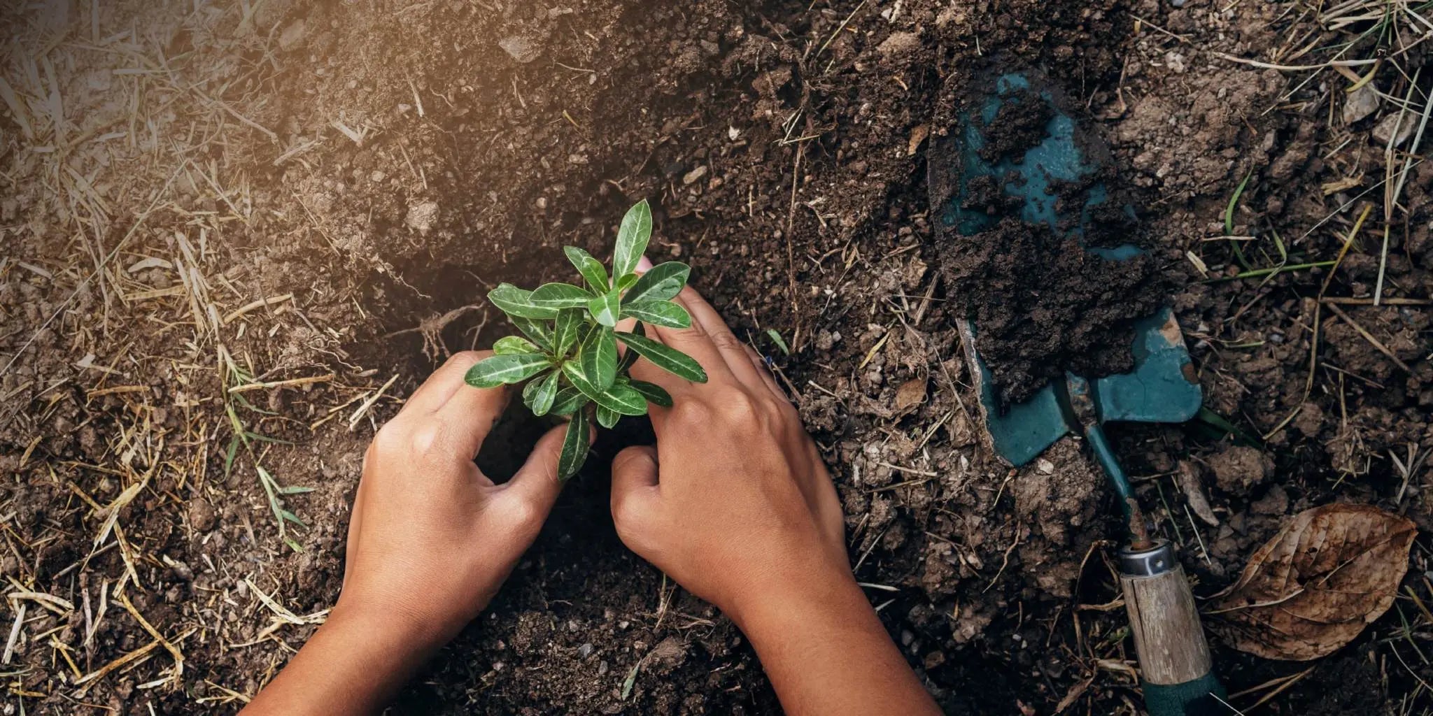 Hands planting a small green seedling in soil with a gardening trowel nearby for World Planting Day campaign